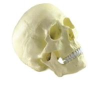 Adult skull model