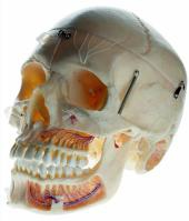 An adult skull model with vascular nerve