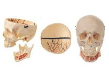 Model of cranial bone accessory nerve in adults