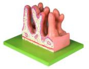 Enlarged model of jejunum