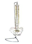 Spine belt pelvis model (not bendable)