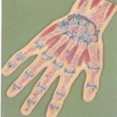 Hand joint profile model