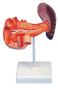 Spleen, pancreas and duodenum models