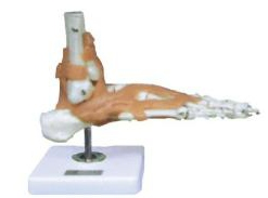 Foot joint function model (attached ligament)