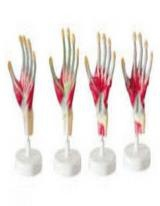 Anatomical model of palm