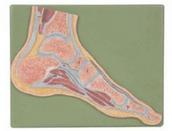 Foot joint profile