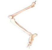 Lower limb bone model