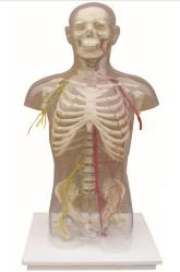 Metacarpal bone model