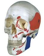 Adult skull muscle coloring model