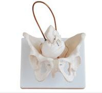 Female pelvis with fetal skull model