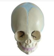 Infant skull model