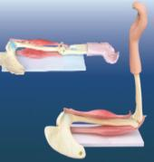Elbow joint and muscle function model