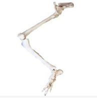 Model of lower limb bone with medullary bone