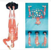 Model of human body muscle with viscera