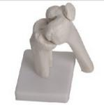 Knee joint model