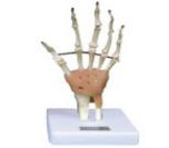 Functional model of hand joint (attached ligament）