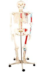 Full-body bone half muscle coloring model