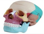 Bone stain model of adult skull