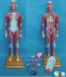 Model of human body muscle with viscera