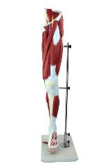 The model of the main vessels and nerves attached to the lower limb muscles