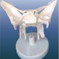 Infant skull model