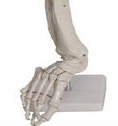 Foot joint model