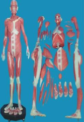 Anatomical model of human body muscles