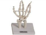 Foot, fibula and tibia models