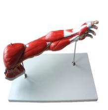 Model of upper limb muscle with main blood vessels and nerves