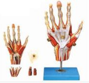 Model of hand muscle with main blood vessels and nerves