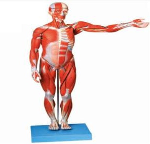 Anatomical model of human body muscles