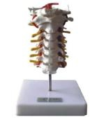 Cervical vertebra model