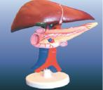 Liver, pancreas and duodenum models Model: NH/