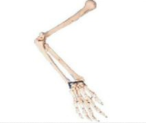 Arm bone model