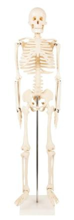 Whole body bone 85cm model