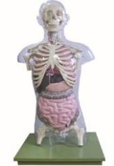 Transparent torso with visceral model