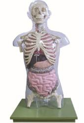 Transparent torso with visceral model