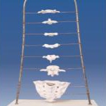 Morphological feature model of each vertebra