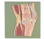 Knee joint profile model