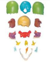 Model of scattered bone coloring of separated skull