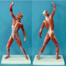 Human model of superficial motion muscle (50cm)