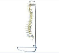Spine model (flexible)