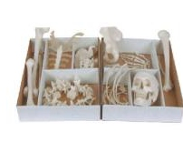 Human skeleton loose bone model (free bone)