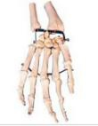 Metacarpal bone model