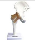 Hip joint function model (attached ligament)