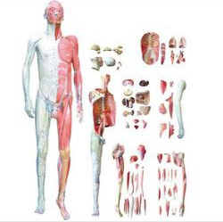 Human body anatomy with visceral model
