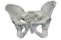 Infant skull model
