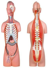 Open back torso model of asexual human body (85cm/17 pieces)