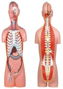 Open back torso model of asexual human body (85cm/17 pieces)