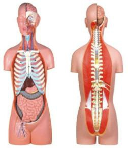 Male and female half torso models Type (85cm/23pcs)
